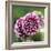 Dahlia Bloom-Pete Kelly-Framed Giclee Print