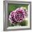 Dahlia Bloom-Pete Kelly-Framed Giclee Print