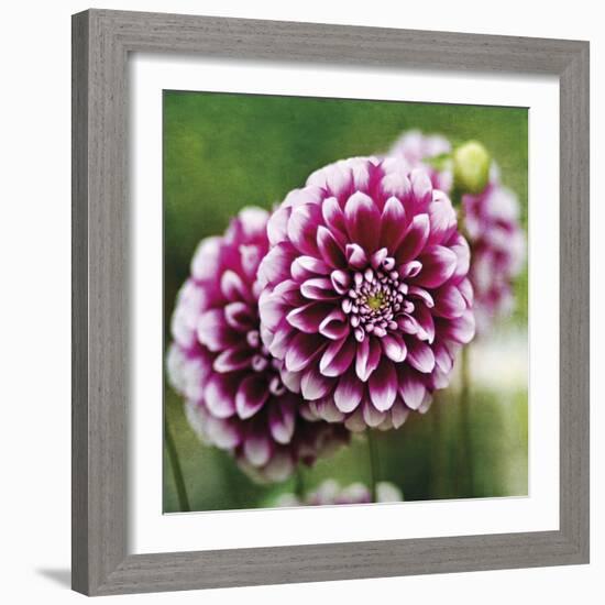 Dahlia Bloom-Pete Kelly-Framed Giclee Print