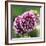 Dahlia Bloom-Pete Kelly-Framed Giclee Print