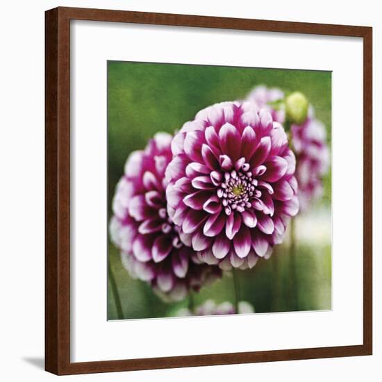 Dahlia Bloom-Pete Kelly-Framed Giclee Print