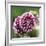 Dahlia Bloom-Pete Kelly-Framed Giclee Print