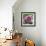 Dahlia Bloom-Pete Kelly-Framed Giclee Print displayed on a wall