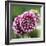 Dahlia Bloom-Pete Kelly-Framed Giclee Print