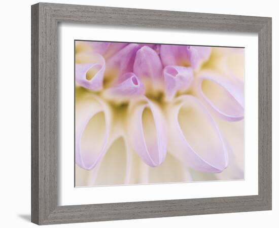 Dahlia Blooming, Oberaegeri, Switzerland-Rolf Nussbaumer-Framed Photographic Print