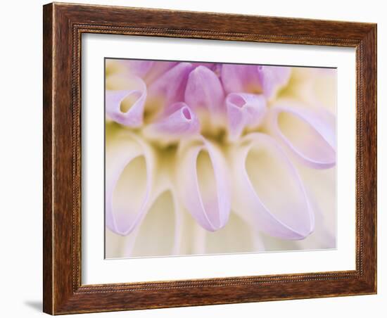 Dahlia Blooming, Oberaegeri, Switzerland-Rolf Nussbaumer-Framed Photographic Print