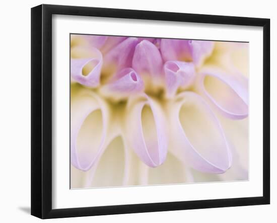 Dahlia Blooming, Oberaegeri, Switzerland-Rolf Nussbaumer-Framed Photographic Print