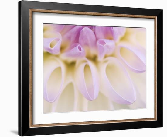 Dahlia Blooming, Oberaegeri, Switzerland-Rolf Nussbaumer-Framed Photographic Print