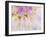 Dahlia Blooming, Oberaegeri, Switzerland-Rolf Nussbaumer-Framed Photographic Print