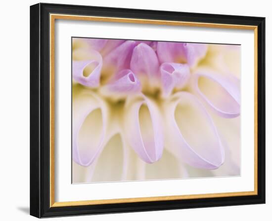 Dahlia Blooming, Oberaegeri, Switzerland-Rolf Nussbaumer-Framed Photographic Print