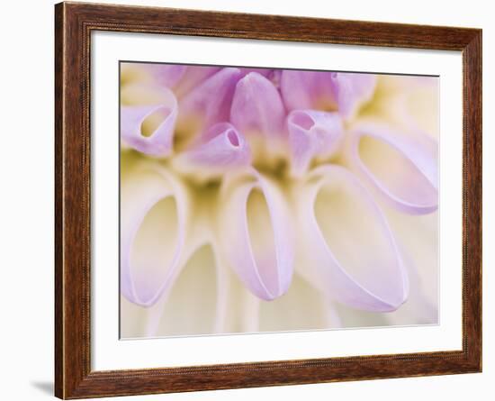 Dahlia Blooming, Oberaegeri, Switzerland-Rolf Nussbaumer-Framed Photographic Print