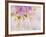 Dahlia Blooming, Oberaegeri, Switzerland-Rolf Nussbaumer-Framed Photographic Print