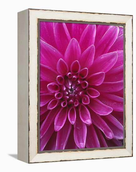 Dahlia Blossom, Manito Park, Spokane, Washington, USA-Charles Gurche-Framed Premier Image Canvas