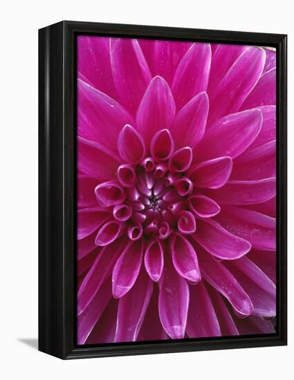 Dahlia Blossom, Manito Park, Spokane, Washington, USA-Charles Gurche-Framed Premier Image Canvas