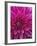 Dahlia Blossom, Manito Park, Spokane, Washington, USA-Charles Gurche-Framed Premium Photographic Print