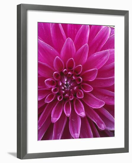Dahlia Blossom, Manito Park, Spokane, Washington, USA-Charles Gurche-Framed Premium Photographic Print