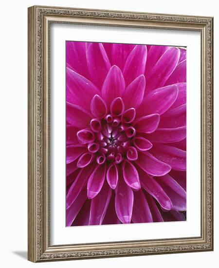 Dahlia Blossom, Manito Park, Spokane, Washington, USA-Charles Gurche-Framed Photographic Print