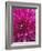 Dahlia Blossom, Manito Park, Spokane, Washington, USA-Charles Gurche-Framed Photographic Print