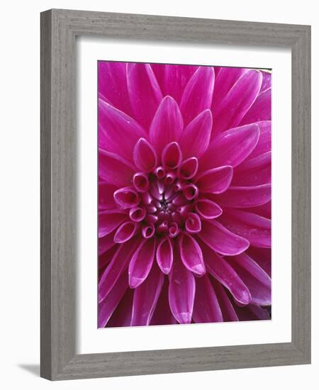 Dahlia Blossom, Manito Park, Spokane, Washington, USA-Charles Gurche-Framed Photographic Print