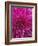 Dahlia Blossom, Manito Park, Spokane, Washington, USA-Charles Gurche-Framed Photographic Print