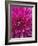 Dahlia Blossom, Manito Park, Spokane, Washington, USA-Charles Gurche-Framed Photographic Print