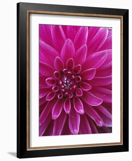 Dahlia Blossom, Manito Park, Spokane, Washington, USA-Charles Gurche-Framed Photographic Print