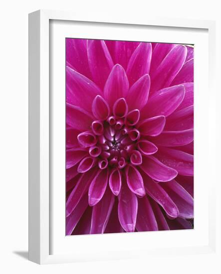 Dahlia Blossom, Manito Park, Spokane, Washington, USA-Charles Gurche-Framed Photographic Print