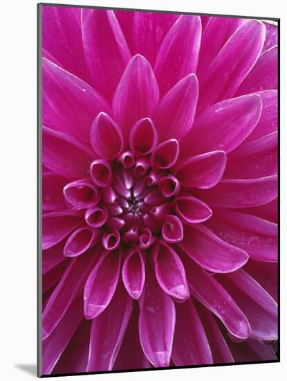 Dahlia Blossom, Manito Park, Spokane, Washington, USA-Charles Gurche-Mounted Photographic Print