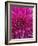 Dahlia Blossom, Manito Park, Spokane, Washington, USA-Charles Gurche-Framed Photographic Print