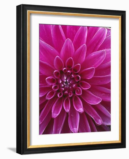 Dahlia Blossom, Manito Park, Spokane, Washington, USA-Charles Gurche-Framed Photographic Print