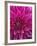 Dahlia Blossom, Manito Park, Spokane, Washington, USA-Charles Gurche-Framed Photographic Print