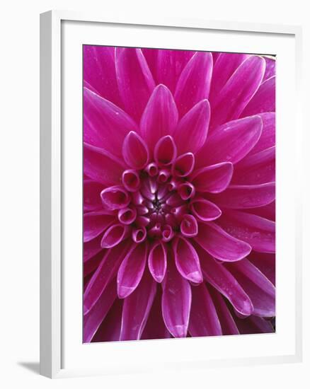 Dahlia Blossom, Manito Park, Spokane, Washington, USA-Charles Gurche-Framed Photographic Print