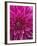 Dahlia Blossom, Manito Park, Spokane, Washington, USA-Charles Gurche-Framed Photographic Print