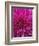 Dahlia Blossom, Manito Park, Spokane, Washington, USA-Charles Gurche-Framed Photographic Print