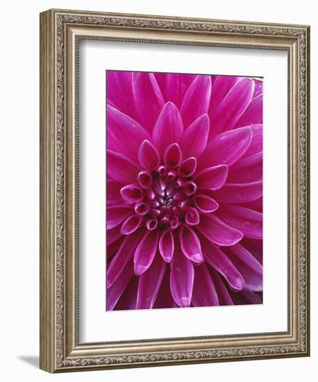 Dahlia Blossom, Manito Park, Spokane, Washington, USA-Charles Gurche-Framed Photographic Print