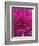 Dahlia Blossom, Manito Park, Spokane, Washington, USA-Charles Gurche-Framed Photographic Print