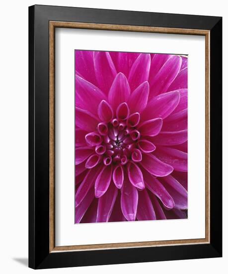 Dahlia Blossom, Manito Park, Spokane, Washington, USA-Charles Gurche-Framed Photographic Print