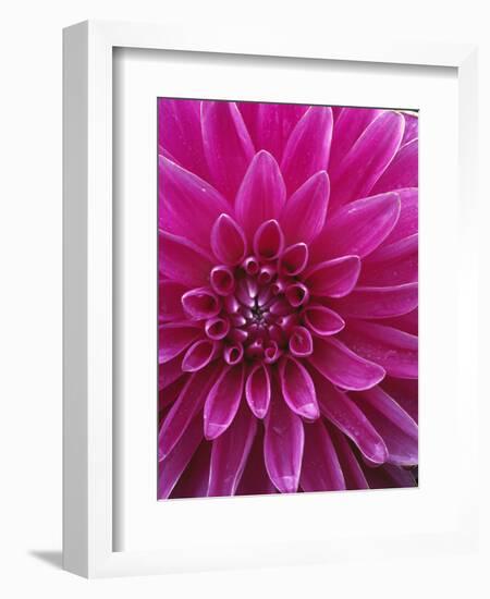 Dahlia Blossom, Manito Park, Spokane, Washington, USA-Charles Gurche-Framed Photographic Print