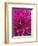 Dahlia Blossom, Manito Park, Spokane, Washington, USA-Charles Gurche-Framed Photographic Print