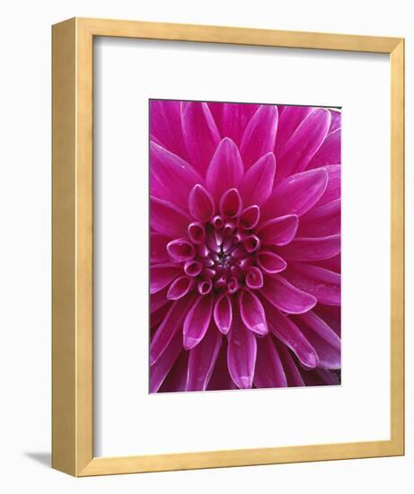 Dahlia Blossom, Manito Park, Spokane, Washington, USA-Charles Gurche-Framed Photographic Print