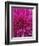 Dahlia Blossom, Manito Park, Spokane, Washington, USA-Charles Gurche-Framed Photographic Print