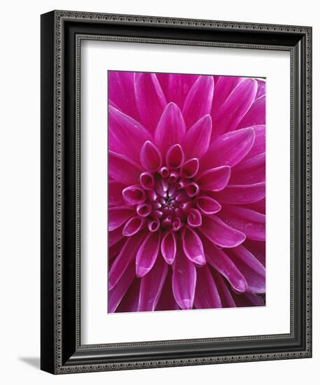 Dahlia Blossom, Manito Park, Spokane, Washington, USA-Charles Gurche-Framed Photographic Print