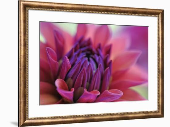 Dahlia Centre Pink Purple-Cora Niele-Framed Giclee Print