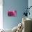 Dahlia Centre Pink Purple-Cora Niele-Giclee Print displayed on a wall