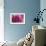Dahlia Centre Pink Purple-Cora Niele-Framed Giclee Print displayed on a wall