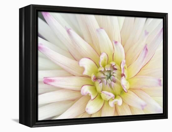 Dahlia Close-Up, Bellevue Botanical Garden, Bellevue, Washington, Usa-Rob Tilley-Framed Premier Image Canvas