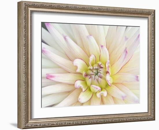 Dahlia Close-Up, Bellevue Botanical Garden, Bellevue, Washington, Usa-Rob Tilley-Framed Photographic Print