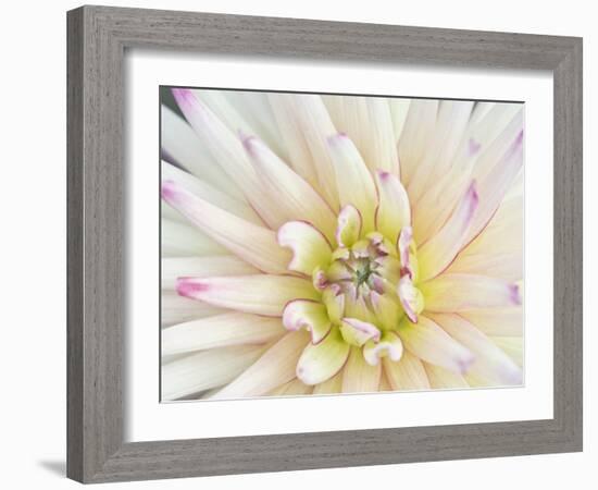 Dahlia Close-Up, Bellevue Botanical Garden, Bellevue, Washington, Usa-Rob Tilley-Framed Photographic Print