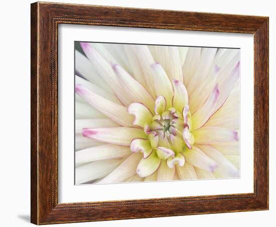 Dahlia Close-Up, Bellevue Botanical Garden, Bellevue, Washington, Usa-Rob Tilley-Framed Photographic Print