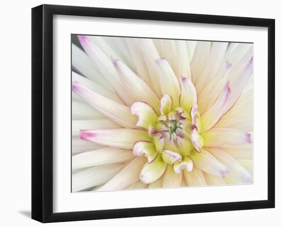 Dahlia Close-Up, Bellevue Botanical Garden, Bellevue, Washington, Usa-Rob Tilley-Framed Photographic Print